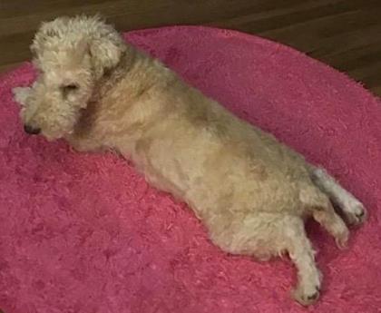 This image has an empty alt attribute; its file name is dusty.jpg