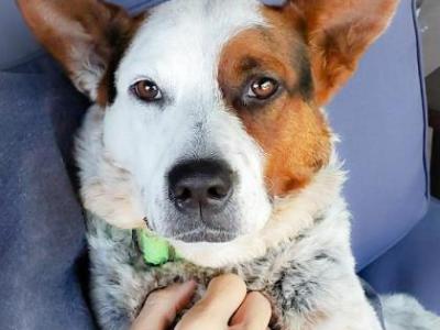 TAPS Spotlight: Cali