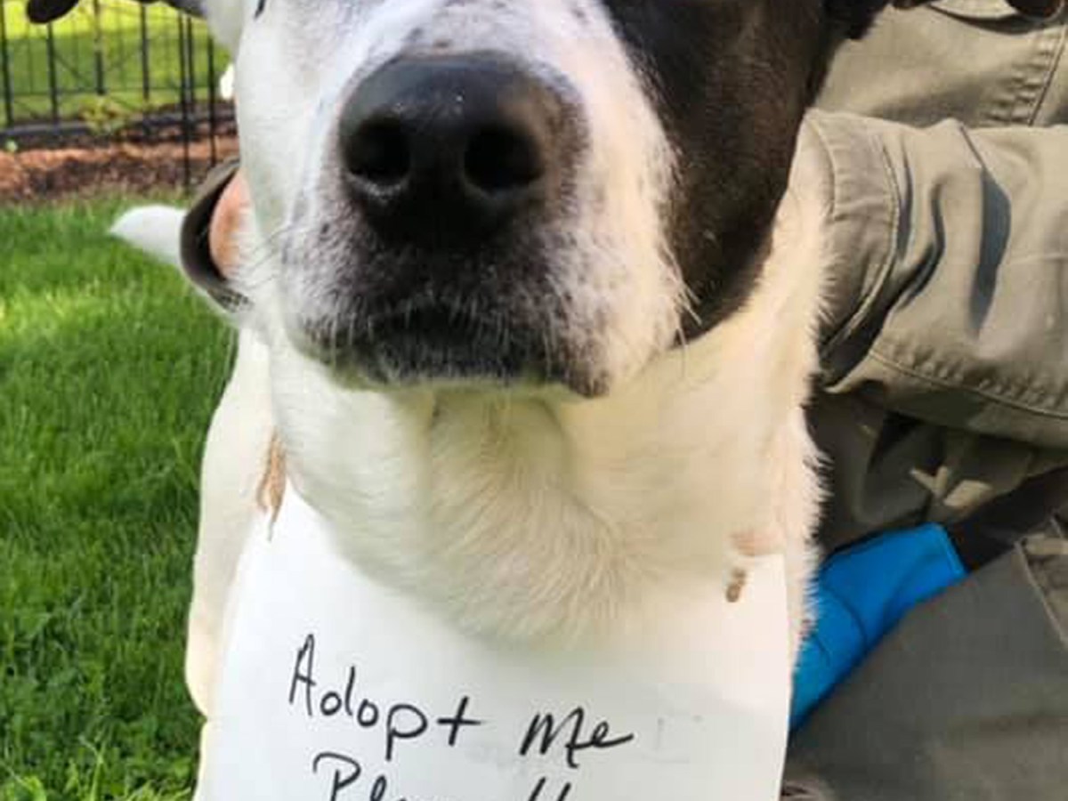 Pet Spotlight: Colby