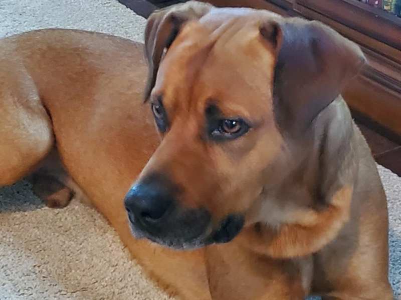 TAPS Dog Spotlight:&nbsp;Ephraim