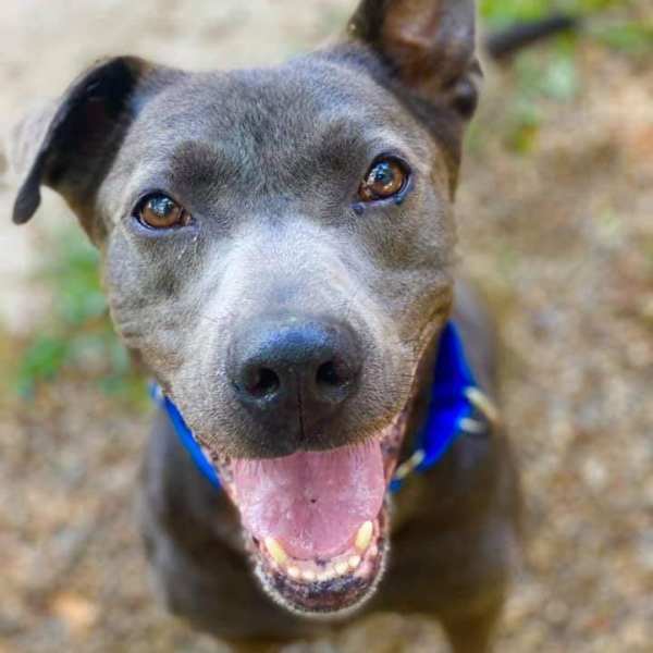 Background Unknown: Why some shelter pets don’t have a “bio”.