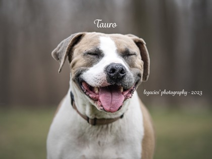 TAPS Animal Spotlight:&nbsp;Tauro