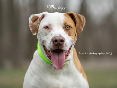 Want to Adopt a Pet from TAPS? Read&nbsp;This!