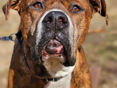 TAPS Animal Spotlight: Neil&nbsp;Diamond