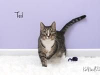 TAPS Animal Spotlight:&nbsp;Ted