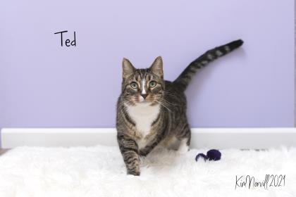 TAPS Animal Spotlight:&nbsp;Ted