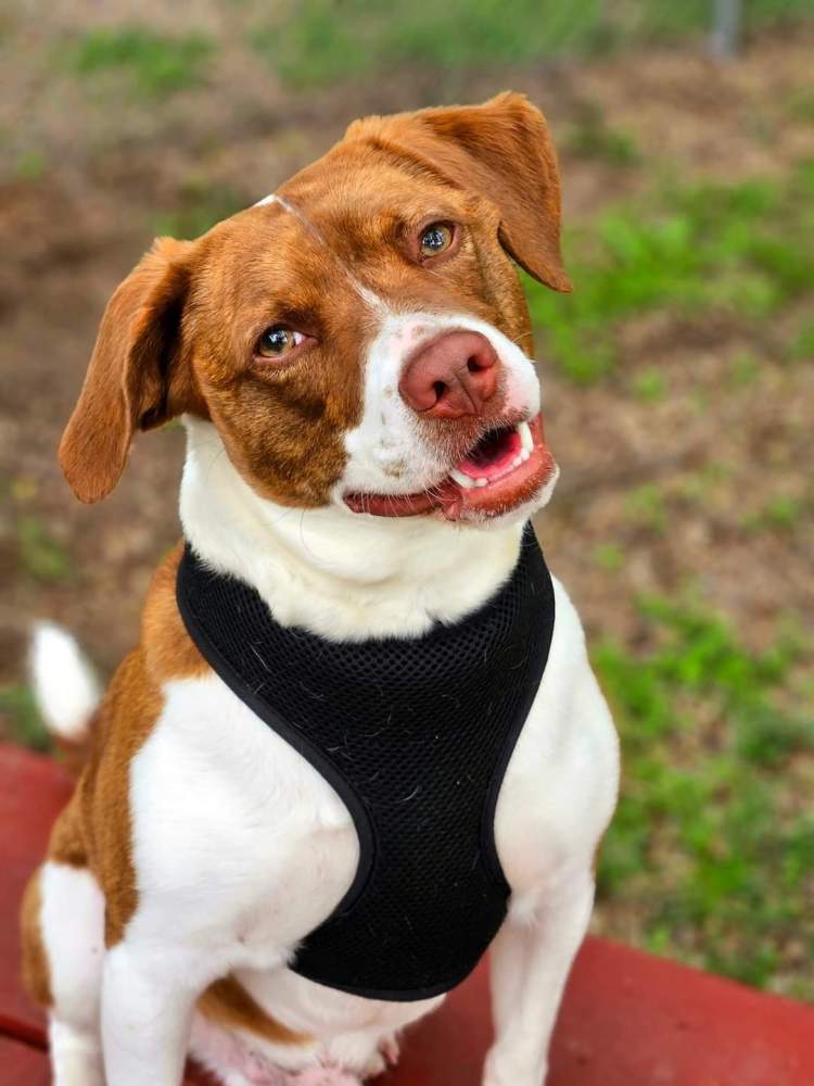 What to Expect During and After Adopting from&nbsp;TAPS