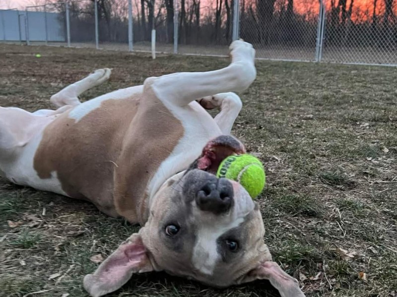 Choosing the Perfect Dog Breed for Your&nbsp;Lifestyle