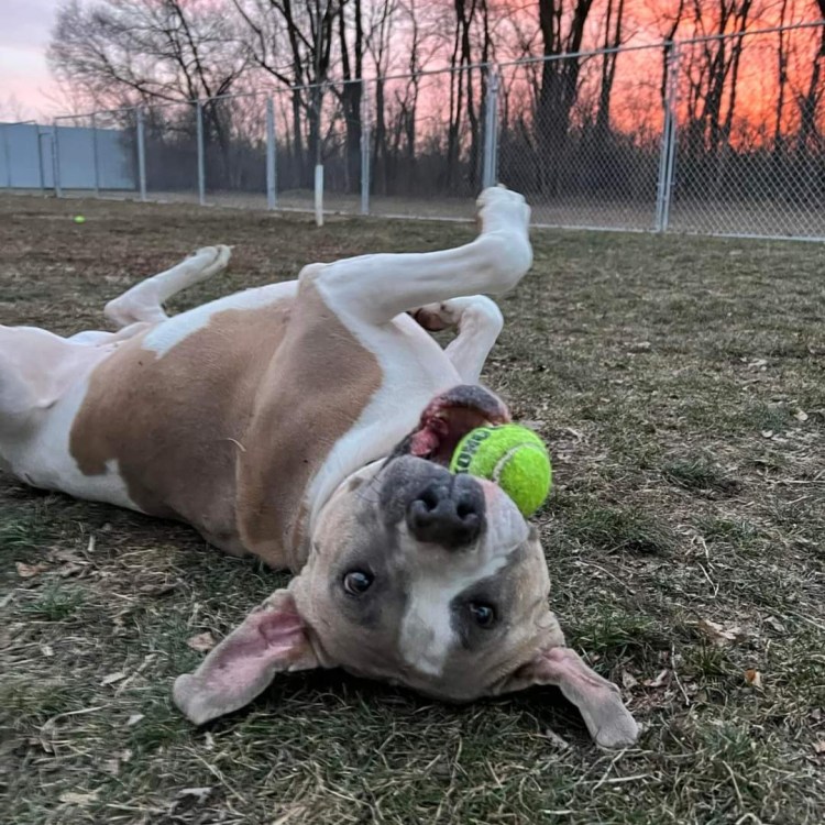 Choosing the Perfect Dog Breed for Your&nbsp;Lifestyle